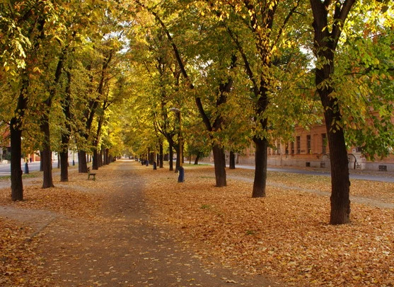 Portfolio Image